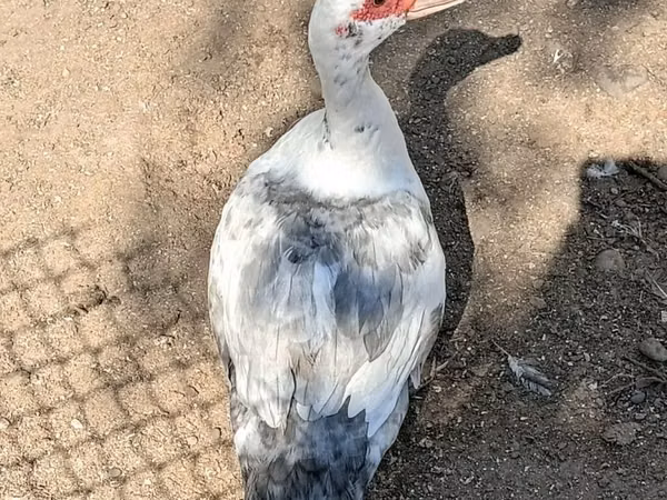 مولارد