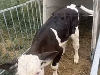 सांड, Simmental cattle — फ़ोटो 4