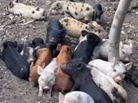Pigs (batch, sex not specified), Pigs — photo 2