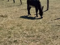 Hengst, Kerry Bog Pony — Foto 3