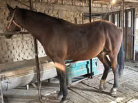 حصان, Manipuri pony — الصورة 2