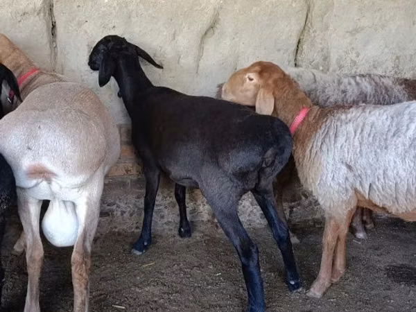 Ram, Sheep