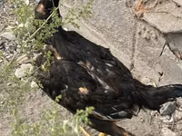 Indian Game — photo 7