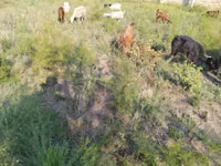 Goats (batch, sex not specified), Goats — photo 4