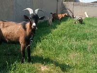 عنزة, Czech Brown Shorthaired goats — الصورة 1