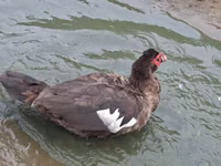 Geese — 照片 1