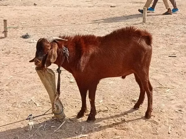 Goats (batch, sex not specified), Goats