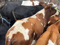 सांड, Simmental cattle — फ़ोटो 1