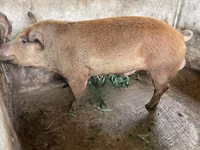 Pigs (batch, sex not specified) — photo 2