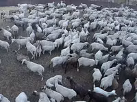 Schaf, Hampshire sheep — Foto 1