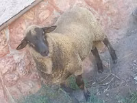 公羊, Suffolk sheep — 照片 2