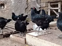 Chickens — photo 5