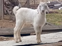 Ziegenbock, Damask goat — Foto 4