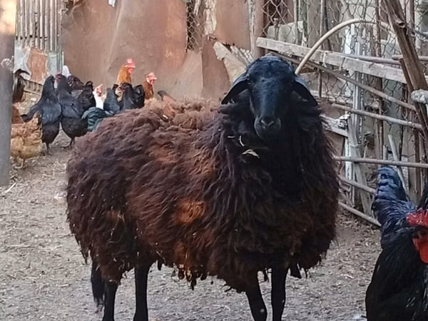 Sheep, Karabakh sheep