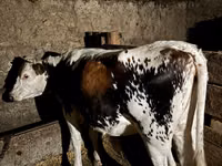 Cow, Cattle — photo 2