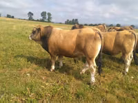 सांड, Aubrac cattle — फ़ोटो 1