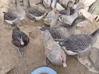 Geese — फ़ोटो 1