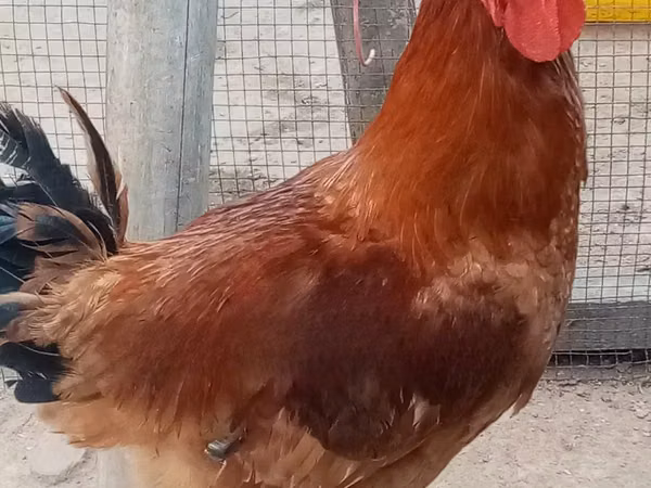 Chickens