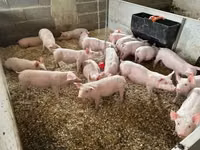 Schweine (Partie, Geschlecht nicht angegeben) — Foto 5