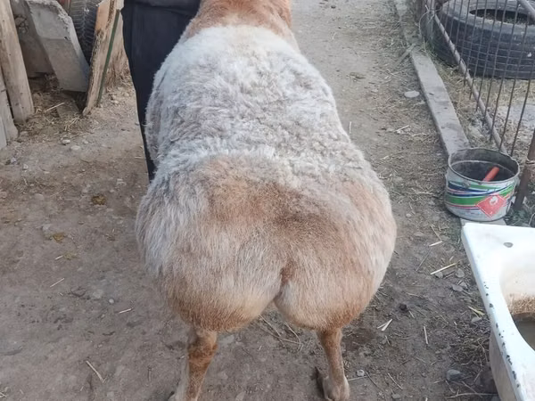 Ram, Arashan sheep