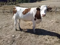 गाय, मोंबेलियार्ड — फ़ोटो 2