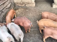 Eber, Schweine — Foto 3