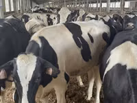 Kuh, Holstein-Rasse — Foto 2
