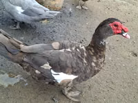 Ducks — 照片 5