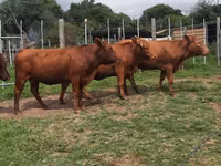 Kuh, Nguni cattle — Foto 2