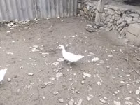 Ducks — الصورة 4