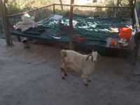 बकरियाँ (लॉट, लिंग निर्दिष्ट नहीं), बकरियाँ — फ़ोटो 1