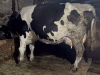 Kuh, Russian Black pied cattle — Foto 5