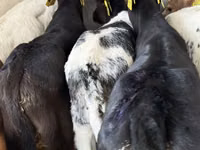 牛只（批次，未指定性别）, Simmental cattle — 照片 5