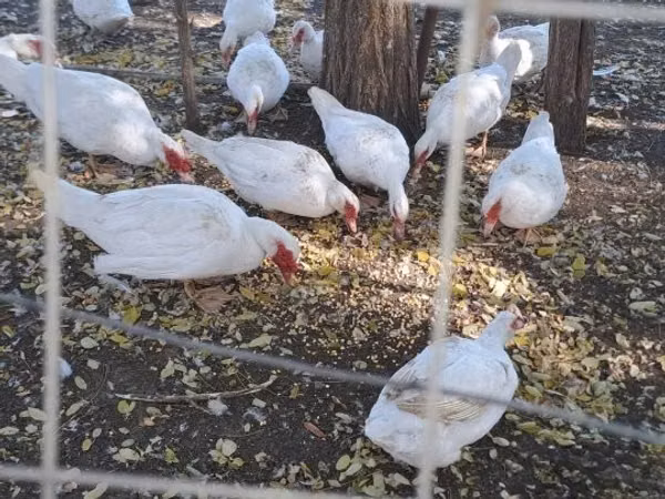 Domestic Muscovy