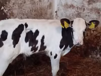 أبقار (دفعة، الجنس غير محدد), Simmental cattle — الصورة 3
