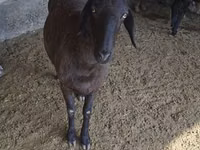भेड़, Hissar sheep — फ़ोटो 4
