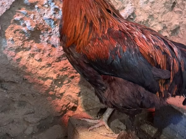 Marans