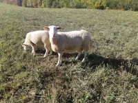 母羊, Sheep — 照片 2