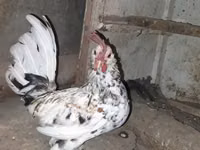 Japanese Bantam — photo 2