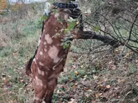 Billy Goat, Nubian Goat — photo 1