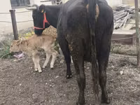 गाय, मवेशी — फ़ोटो 8