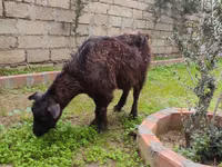 Goat, Goats — photo 4