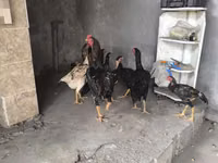 Chickens — photo 2