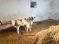 मवेशी (लॉट, लिंग निर्दिष्ट नहीं), Simmental cattle — फ़ोटो 1