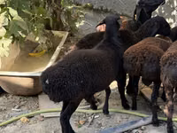 मेढ़ा, Aland sheep — फ़ोटो 2