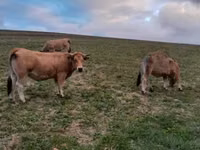 गाय, Aubrac cattle — फ़ोटो 2
