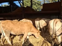 母牛, Blonde d’Aquitane cattle — 照片 2