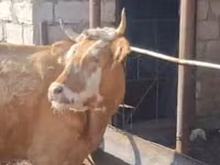 Cow, Simmental cattle — photo 2