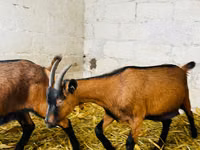 बकरी, Italian Alpine goat — फ़ोटो 1