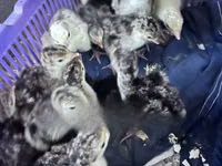 Turkeys — photo 1